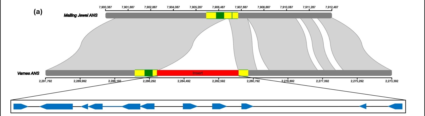 Schematic of Ans gene